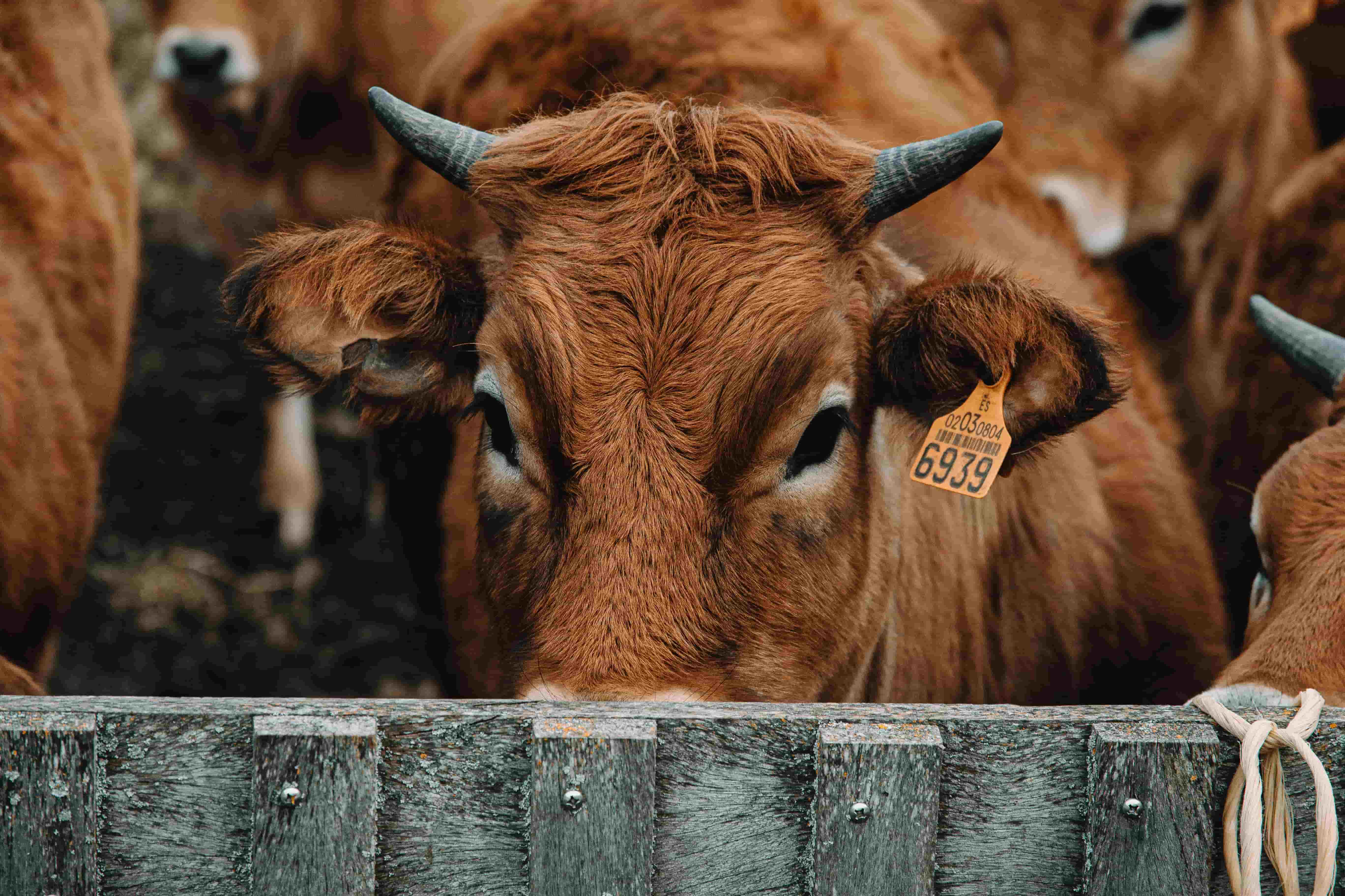 Livestock transport